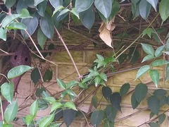 Thelotornis capensis