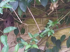 Thelotornis capensis