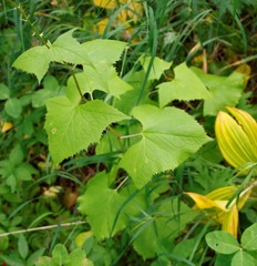 Parasenecio kamtschaticus