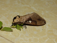 Lophostethus dumolinii