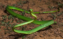 Ahaetulla farnsworthi