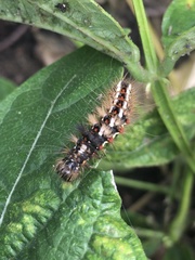 Acronicta rumicis