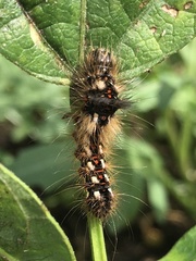 Acronicta rumicis