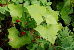 Parasenecio kamtschaticus