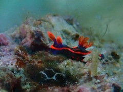 Nembrotha