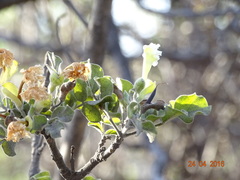 Dolichandrone falcata