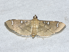 Cotachena hicana