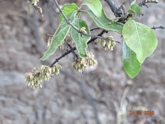 Diospyros malabarica