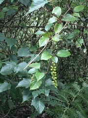 Schisandra arisanensis