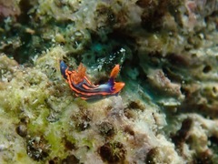 Nembrotha