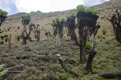 Dendrosenecio keniodendron image