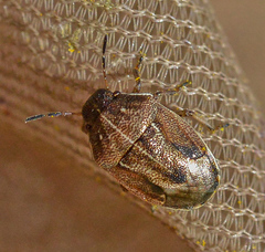 Neottiglossa pusilla
