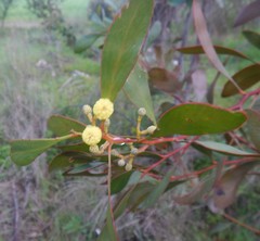 Acacia pycnantha
