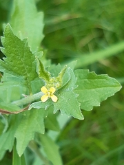 Sisymbrium officinale