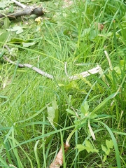 Sisymbrium officinale