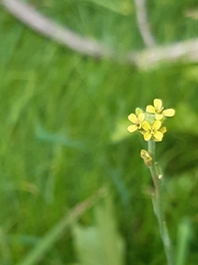 Sisymbrium officinale
