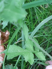 Sisymbrium officinale
