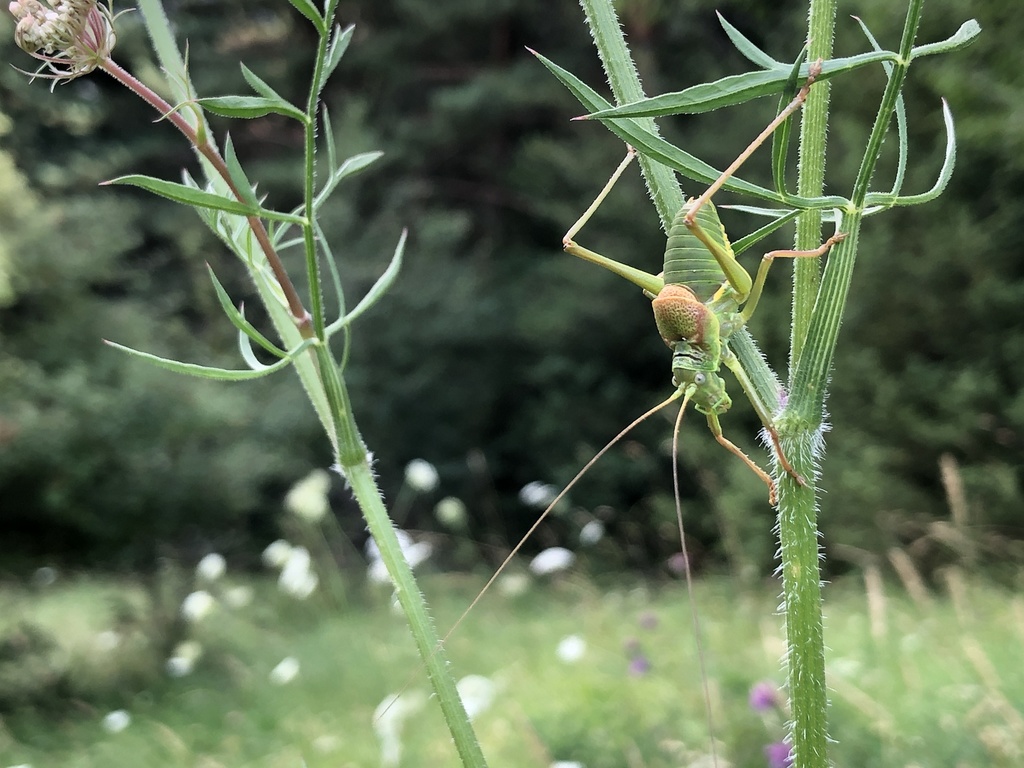 Catalan Saddle Bush-cricket