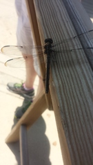 Libellula vibrans