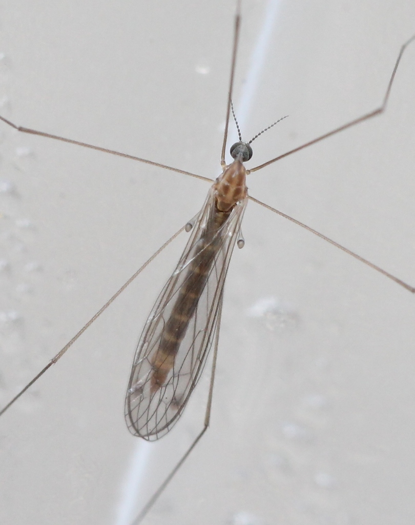 Atypophthalmus inustus