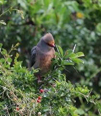 Urocolius indicus indicus