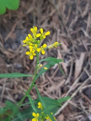 Erysimum cheiranthoides