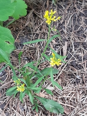 Erysimum cheiranthoides