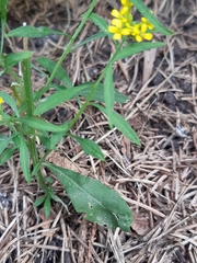 Erysimum cheiranthoides