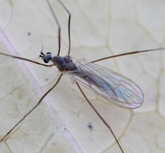 Cheilotrichia cinerascens