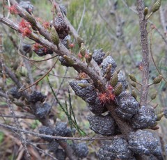 Allocasuarina muelleriana