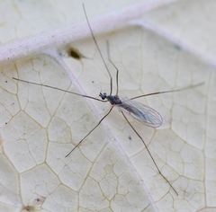 Cheilotrichia cinerascens