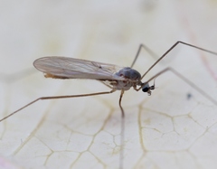 Cheilotrichia cinerascens