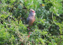 Urocolius indicus indicus