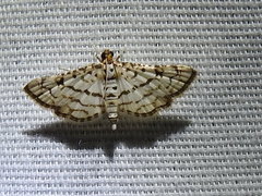 Hileithia aplicalis