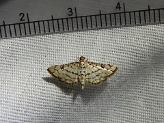 Hileithia aplicalis