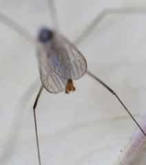 Cheilotrichia cinerascens
