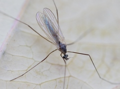 Cheilotrichia cinerascens