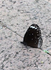 Euploea crameri bremeri