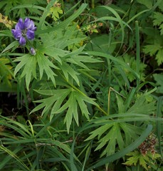 Aconitum maximum