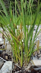 Carex paleacea