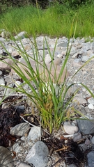 Carex paleacea