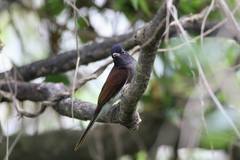 Terpsiphone atrocaudata