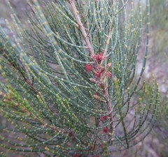 Allocasuarina muelleriana