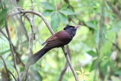 Terpsiphone atrocaudata