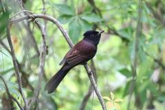 Terpsiphone atrocaudata