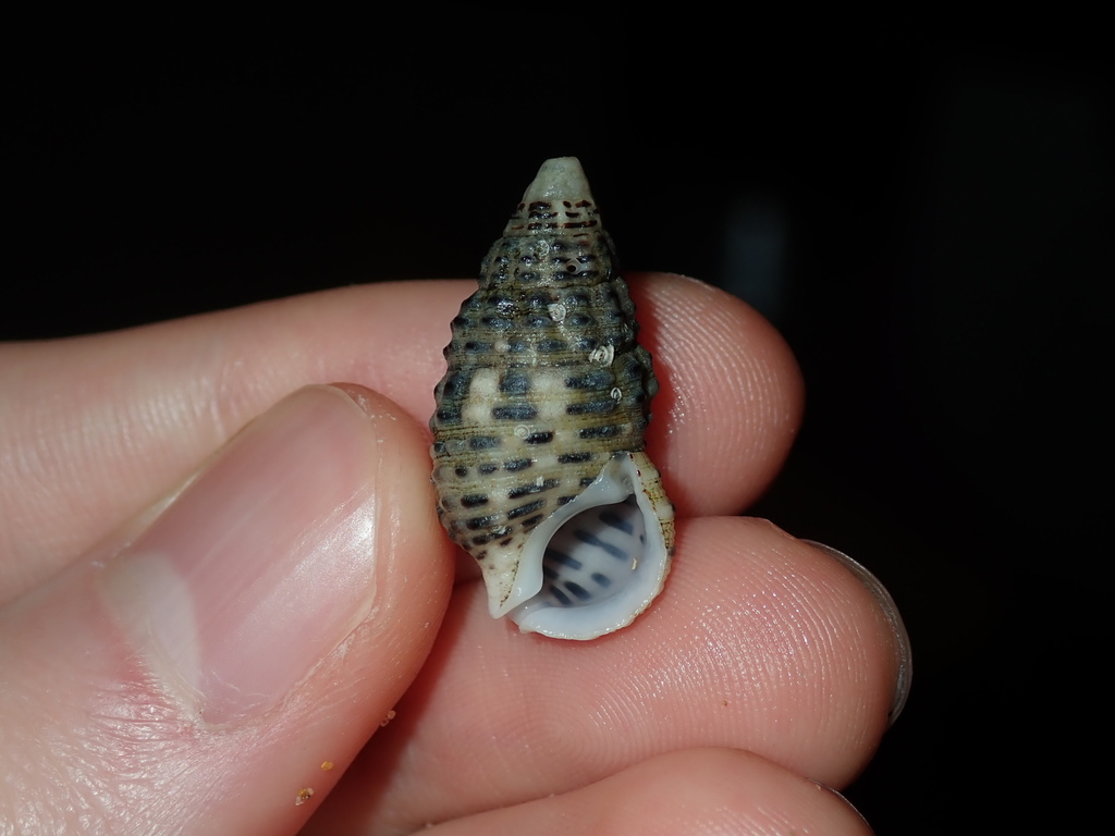 Clypeomorus petrosa