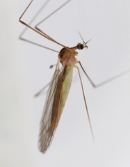 Dicranomyia modesta