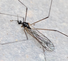 Dicranomyia morio
