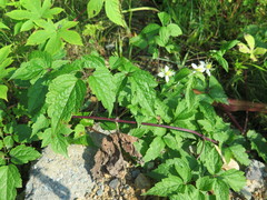 Clematis brevicaudata