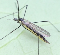 Ellipteroides lateralis